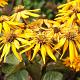 Ligularia dentata 'Othello' 