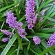 Liriope muscari 'Ingwersen' 