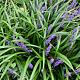 Liriope muscari 'Big Blue' 