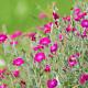 Lychnis coronaria 