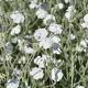 Lychnis coronaria 'Alba' 