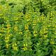 Lysimachia punctata 