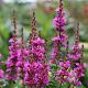Lythrum sal. 'Zigeunerblut' 