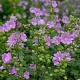 Malva moschata 