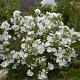 Malva moschata 'Alba' 