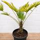 Trachycarpus wagnerianus 