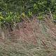 Miscanthus sin. 'Ferner Osten' 