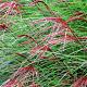 Miscanthus sin. 'Red Chief' 