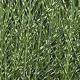 Miscanthus sin. 'Zebrinus' 