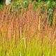 Molinia arundinacea 'Karl Foerster' 