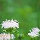 Monarda 'Schneewittchen' 