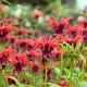 Monarda 'Squaw' 