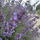 Nepeta faassenii 