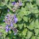 Nepeta racemosa 'Grog' 
