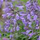 Nepeta sibirica 