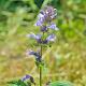 Nepeta subsessilis 