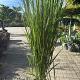 Panicum virgatum 'Northwind' 
