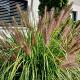 Pennisetum alopecuroides 