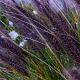Pennisetum al. 'Black Beauty' 