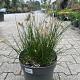 Pennisetum al. 'Little Bunny' 