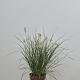 Pennisetum al. 'Little Bunny' 