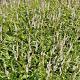 Persicaria amplexicaulis 'Alba' 