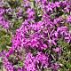 Phlox (S) 'Atropurpurea' 