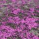 Phlox (S) 'Moerheimii' 