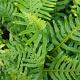 Polypodium vulgare 