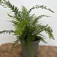 Polystichum set. 'Herrenhausen' 
