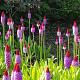 Primula vialii 