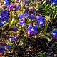Pulmonaria angustifolia 