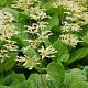Rodgersia aesculifolia 