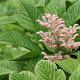 Rodgersia pin. 'Superba' 