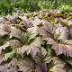 Rodgersia podophylla 