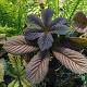 Rodgersia 'Chocolate Wings' 