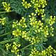 Ruta graveolens 