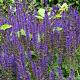 Salvia nemorosa 'Mainacht' 