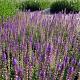 Salvia nemorosa 'Ostfriesland' 