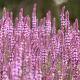 Salvia nemorosa 'Rose Queen' 