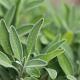 Salvia officinalis 