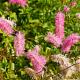 Sanguisorba obtusa 