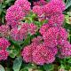Sedum 'Herbstfreude' 