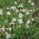 Silene maritima 