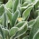 Stachys byzantina 'Big Ears' 