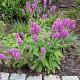 Stachys grandiflora 'Superba' 