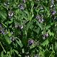 Symphytum officinale 