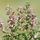 Teucrium chamaedrys 
