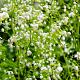 Thalictrum aquil. 'Album' 