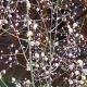 Thalictrum del. 'Hewitt's Double' 